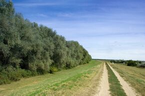 Maros river embankment, near to Mako - causeway.jpg
