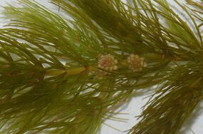 Ceratophyllum demersum (inflorescence).jpg