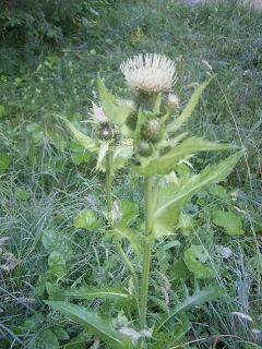 Moesdistel R0012270.JPG