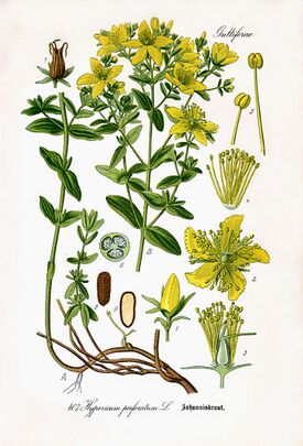 Hypericum perforatum i01.jpg