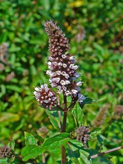 Mentha x piperita 002.JPG