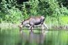 Alces sionskoe ozero.jpg