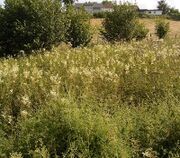 Filipendula ulmaria 07 ies.jpg