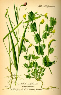 Illustration Lathyrus nissolia0.jpg
