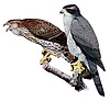Accipiter gentilisAAP045CA.jpg
