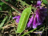 Vicia villosa schote.jpeg