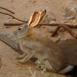 Туулай (Lepus tolai)