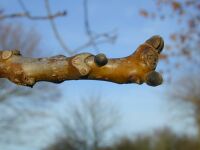 Walnuss-knospe.jpg