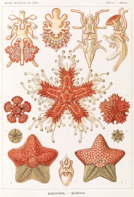 Haeckel Asteridea.jpg