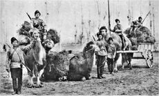 Orenburg cossacks with camels.jpg
