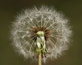 Pusteblume Makro.jpg