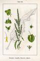 Rumex crispus Sturm52.jpg