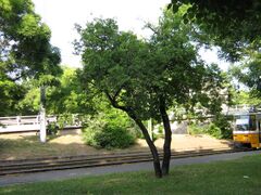 Rhamnus catharthica tree size.jpg