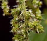 Urtica dioica35 ies.jpg