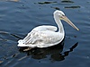 Пеликан 03.jpg