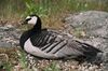 Branta leucopsis.jpg