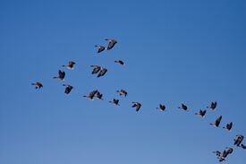 Tundra bean goose.jpg