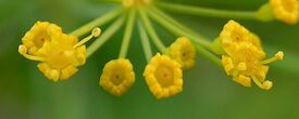 Anethum graveolens20090812 480.jpg