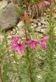 Epilobium dodonaei