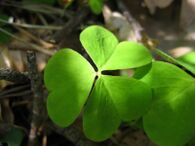 Oxalis acetosella blatt.jpeg