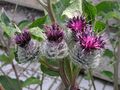 Шанжавкоцтонь кирмалав Arctium tomentosum