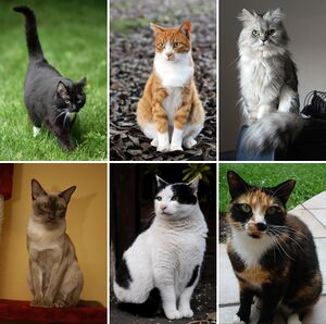 Куоскалар араастара