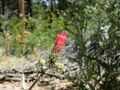 (Cirsium arizonicum)