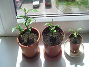 Мандарин выращенный из косточки в домашних условиях.jpg