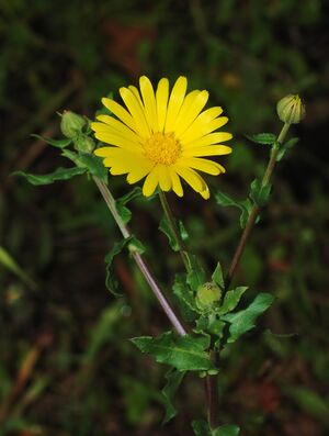 Kalendula