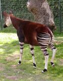 Okapi.bristol.600pix.jpg