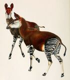Okapi 1901.jpg
