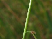 Agrostis capillaris blatt.jpeg
