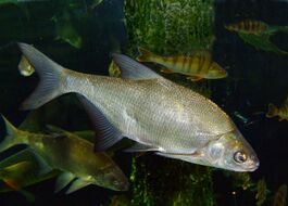 Carp bream.jpg