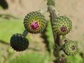 (Cirsium canum)