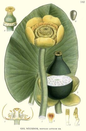 182 Nuphar luteum.jpg