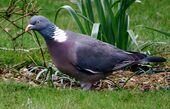 Woodpigeoncloseup.jpg