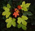Лопанзо Acer pseudoplatanus (Ашо укшторо)