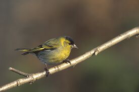 Carduelis spinus 2 tom (Marek Szczepanek).jpg