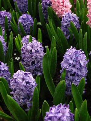 Hyacinthus orientalis (blue cultivar) 01.JPG