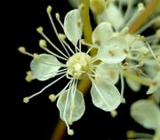 Filipendula ulmaria3 ies.jpg