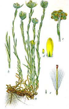 Gnaphalium luteoalbum Sturm27.jpg