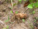 Root of Helianthus tuberosus.JPG