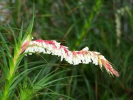 Dracophyllum secundum.JPG