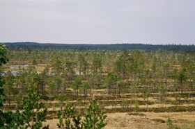 Kauhaneva.jpg