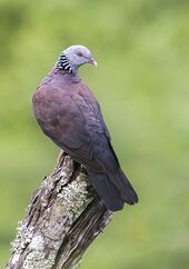 Nilgiri wood pigeon (Columba elphinstonii).jpg