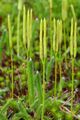 Чова верьгизпильгине тикше (Lycopódium clavátum)