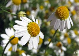 Chamomile Flowers - Flickr - Swallowtail Garden Seeds.jpg