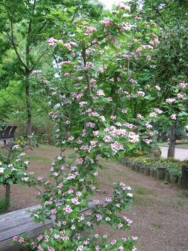 Crataegus laevigata1.jpg