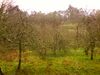 Betanzos Galiza Natureza.jpg