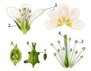 Illustration Flower anatomy1.jpg